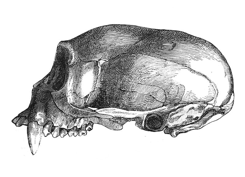 这只猴子的头骨，从侧面上看，出自福格特的旧书《人》，1866年，圣彼得堡
