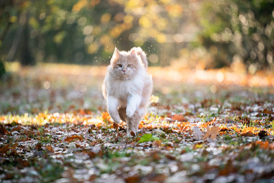 运行的猫