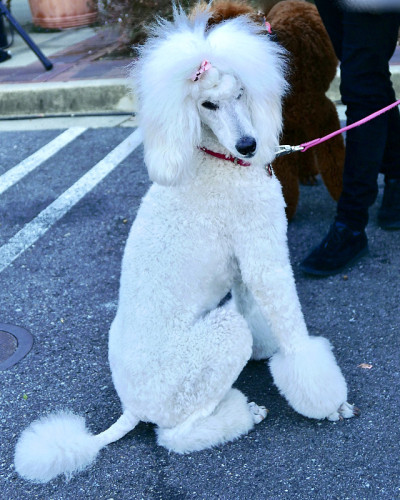 贵宾犬游行