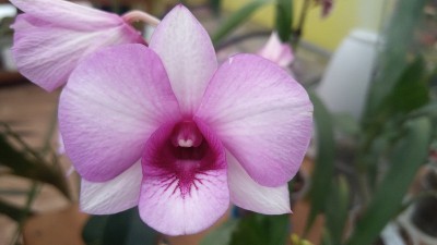 兰花盛开的花