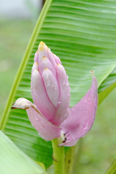 粉红色的香蕉花