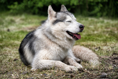 灰狼(狼属犬)。