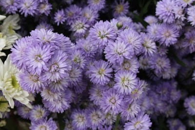 花节