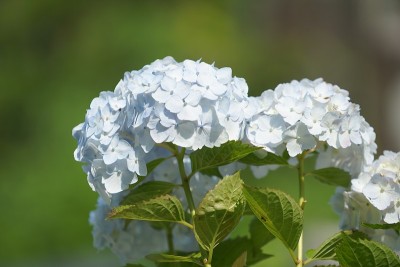 花在镰仓