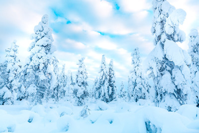 云杉森林覆盖雪在冬季景观