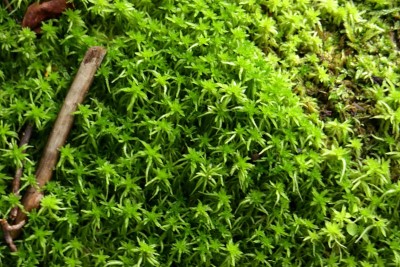 苔藓特写