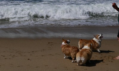 海滩上的柯基犬