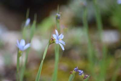 西西林葵，蓝眼草花