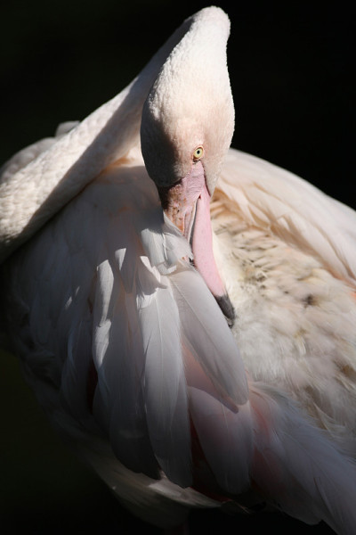 火烈鸟(Phoenicopterus roseus也叫)