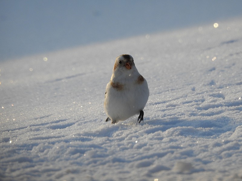 雪麻雀