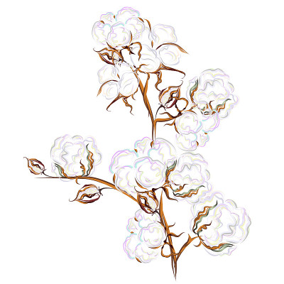 棉花。手绘矢量插图。