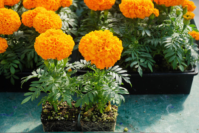 橙色万寿菊(万寿菊，墨西哥万寿菊)