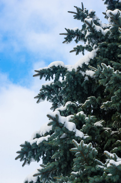绿色蓬松的冷杉树在雪中