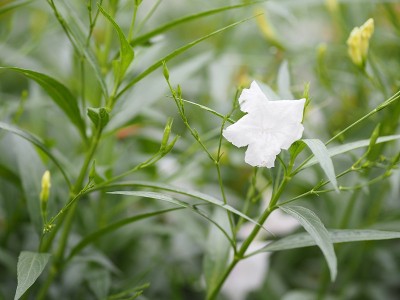 在模糊的自然背景下，白花盛开在花园中