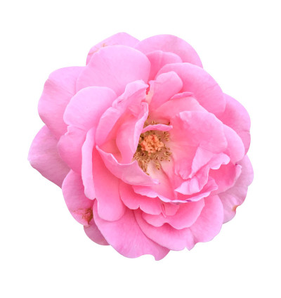 粉红色的缎子玫瑰花