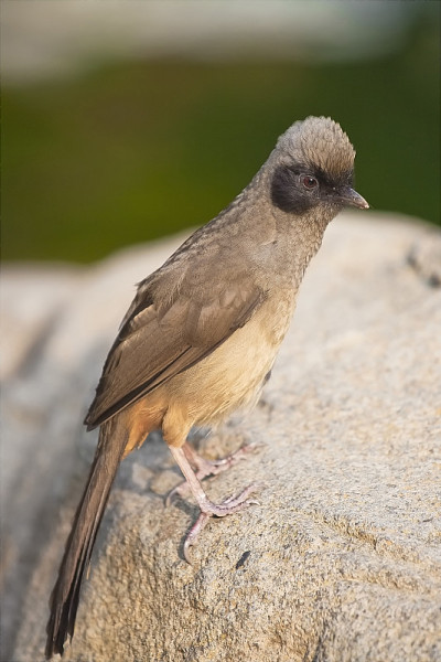 蒙面Laughingthrush