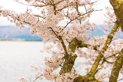 日本志贺的樱花