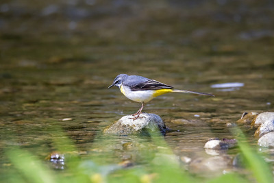 奥地利布尔根兰的一块石头上望着山wagtail (Motacilla cinerea)