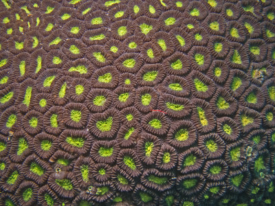 两色星珊瑚，Zweifarben-Sternkoralle (Favia speciosa)