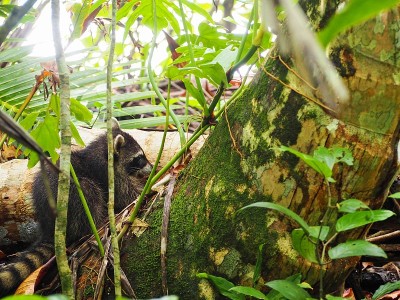 丛林里的野生浣熊