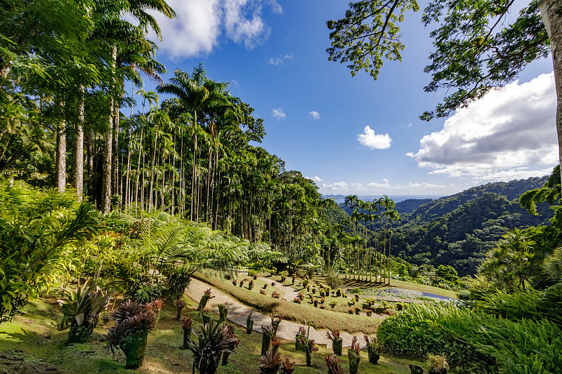 Fort de France, martininique, FWI - Balata花园里的皇家棕榈