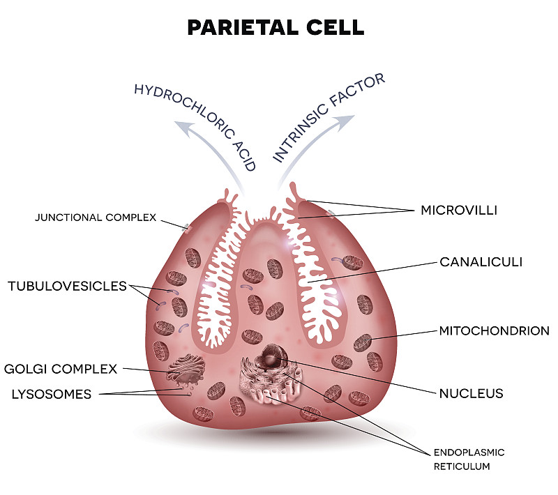 分泌盐酸的壁细胞及内在因子