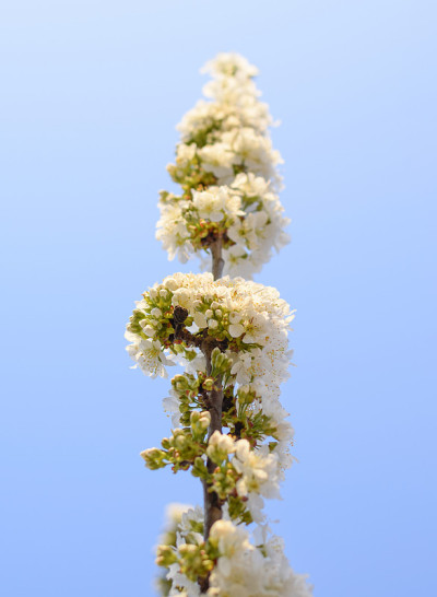 樱花。树枝上的樱花