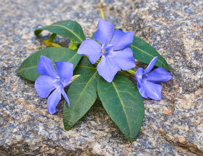 花长春花在石头上