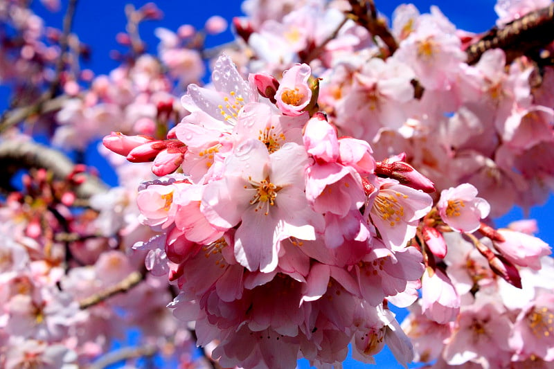 樱花（樱花）