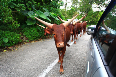 Ankole-Watusi牛