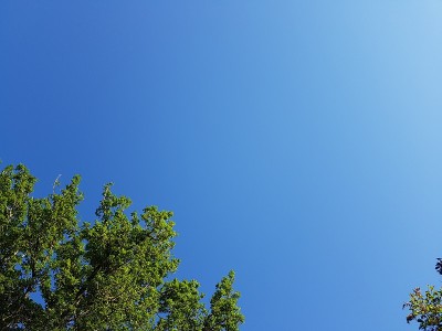 天空和树