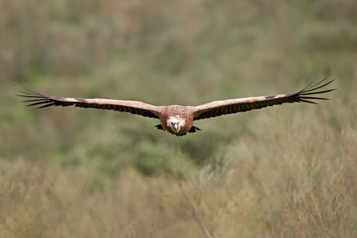 格里芬秃鹰(Gyps fulvus)