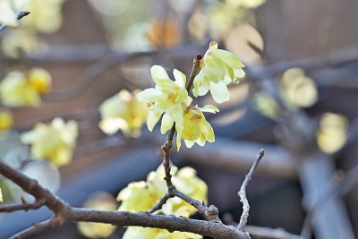 Chimonanthus praecox