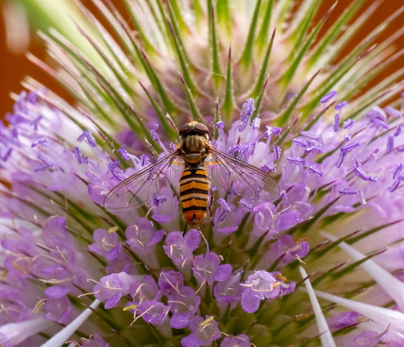 testel上的橘子酱Hoverfly