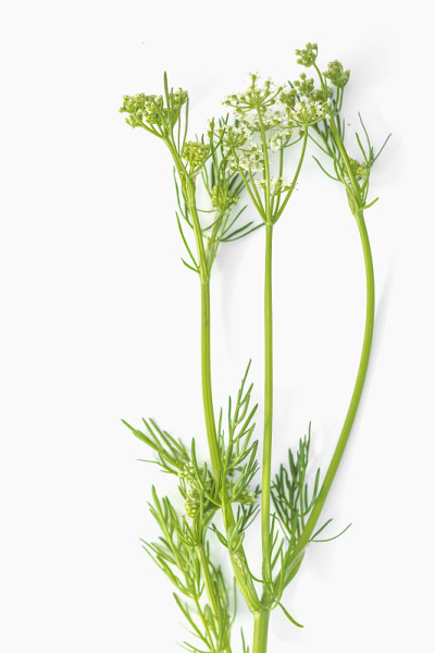 药用植物cumin.Cárum cárvi。香料一种用于烹饪的芳香植物、香料、调味料有选择性的重点。