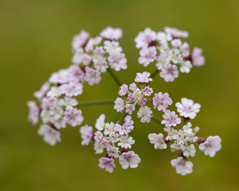 直立欧芹(Torilis japonica)