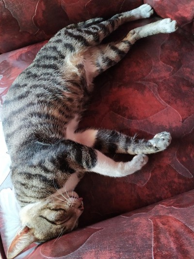猫