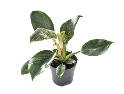 喜林芋伯金