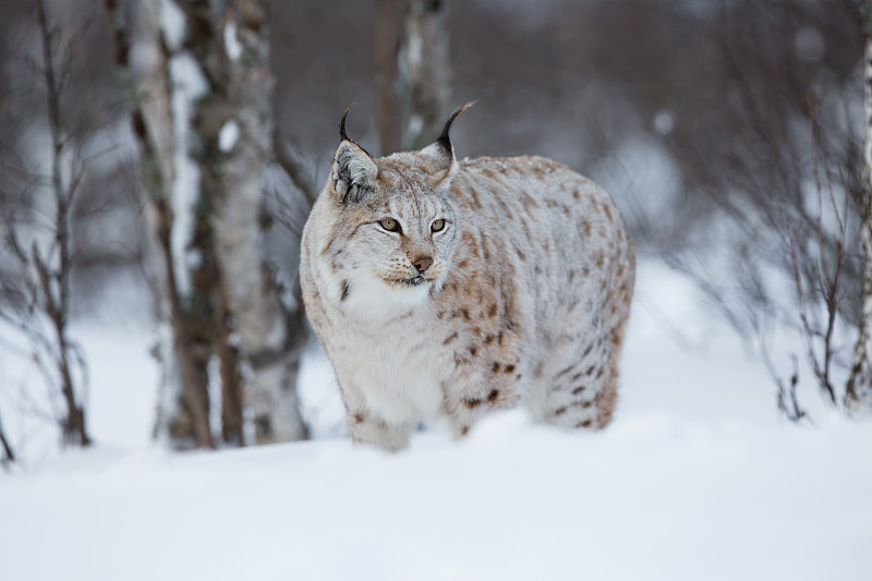 冬季森林里的山猫