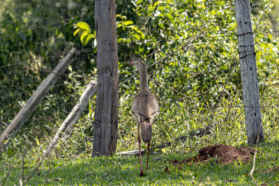 Red-legged Seriema