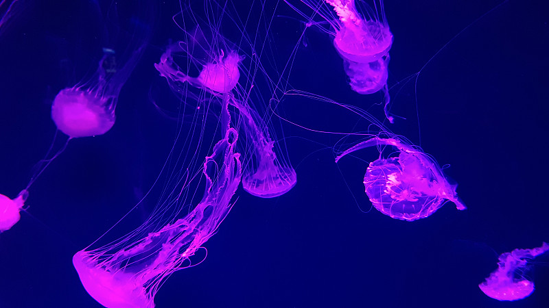 Colorful jellyfish in aquarium