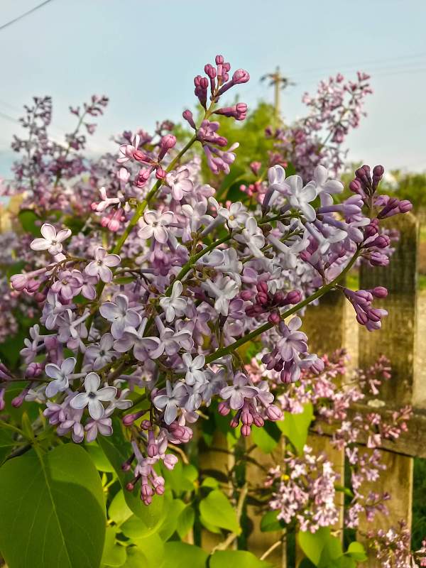 花园里的丁香花。春季紫丁香