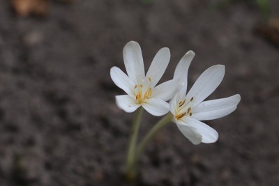 番红花