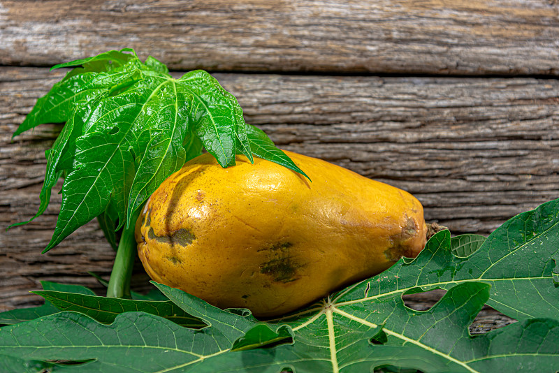 木瓜福尔摩沙 (Carica papaya)