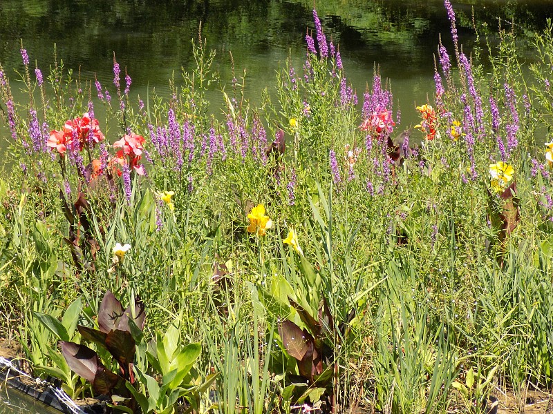美人蕉百合等各种开花植物在花坛上漂浮平台