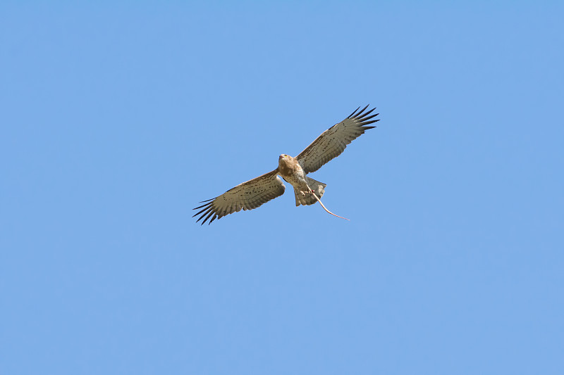 猛禽在蓝天白云的背景上飞行。
低角度的短趾蛇鹰(Circaetus gallicus)抱着蛇和飞翔在