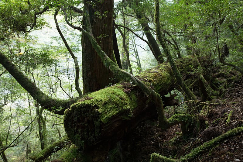 苔藓覆盖古树屋久岛，日本