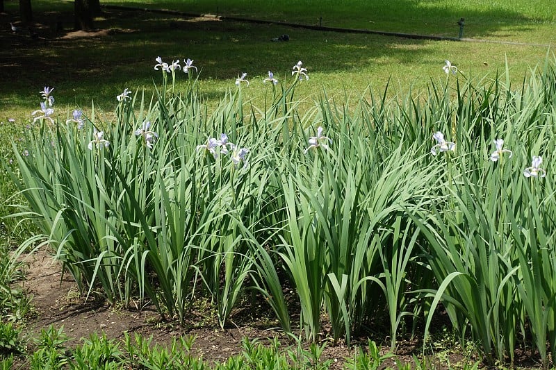 花床与淡紫色鸢尾花在5月盛开