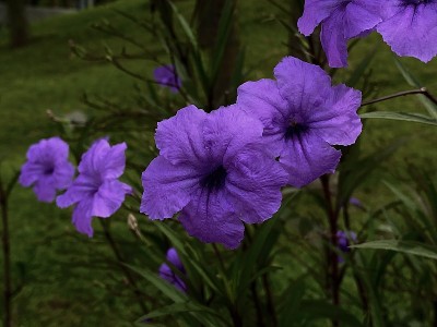 紫牵牛花