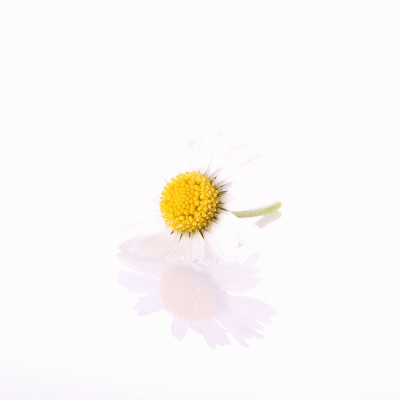 黛西